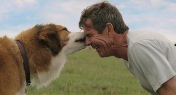 热点爆料小狗视频,萌态可掬引网友热议 第2张 热点爆料小狗视频,萌态可掬引网友热议 第2张